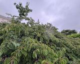 A picture of step 1 of Japanese Ume Juice (Japanese apricot).