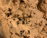 Foto del paso 2 de la receta: Cookies con gotas de chocolate