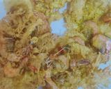 Foto langkah ke 3 dari resep Peyek Udang Padang.
