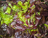 Foto del paso 1 de la receta: Ensalada de langostinos y hojas de roble