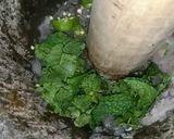 A picture of step 4 of Fry keri ki chutney.