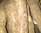 Foto langkah ke 1 dari resep Bugis Singkong Jawa isi nangka. Enakkkk!!!!.