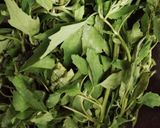 बथुआ के झटपट पराठे (Bathua ke jhatpat parathe recipe in hindi) रेसिपी चरण 1 फोटो