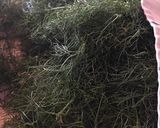 Foto del passaggio 1 della ricetta Polpette di finocchietto selvatico