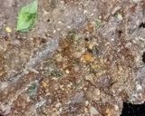 சத்தான கேழ்வரகு அடை (Kelvaragu adai recipe in tamil) ரெசிபி ஸ்டேப் 6 புகைப்படம்