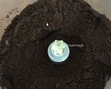 Foto langkah ke 3 dari resep Cake Oreo Tiga Bahan.