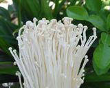 Foto langkah ke 3 dari resep Ayam enoki masak saos inggris.