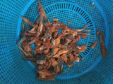 Tumis Klothok / Oseng Klothok
