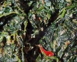 Foto del passaggio 8 della ricetta Spinaci filanti