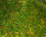 A picture of step 6 of Palak khichdi.