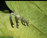 A picture of step 5 of Authentic Rickwach with Urad Dal and Colocasia leaves.