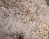 A picture of step 4 of Bajra healthy cookies.