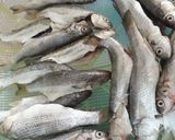 صورة لخطوة 1 من وصفة سمك مقلي صغير 🐟🐟🐟🐟