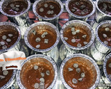 Foto del paso 7 de la receta: Magdalenas de cacao y calabacín