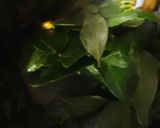 A picture of step 4 of Curry Leaves Chutney.