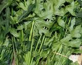 Foto langkah ke 1 dari resep Chaya Tumis daun pepaya Jepang.