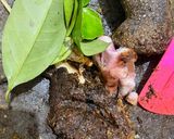 Foto langkah ke 2 dari resep Rawon Daging Sapi.