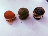 Hamburguesas Vegetarianas