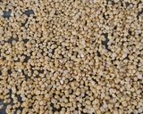 A picture of step 1 of Namkeen Chana dal.