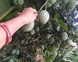 மண் சட்டியில் மணக்கும் மாங்காய்குழம்பு 👌👌👌 ரெசிபி ஸ்டேப் 1 புகைப்படம்