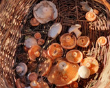 Foto del paso 1 de la receta: Rovellons al tomillo