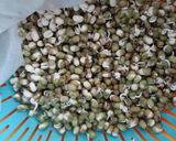 A picture of step 3 of Mung Bean Sprouts (Tauge).