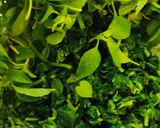 Foto langkah ke 1 dari resep Sayur bobor daun bayung.