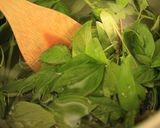 A picture of step 1 of (Mostly Thai) Basil Simple Syrup.