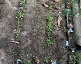 Foto del paso 1 de la receta: Mini-quintita!!🥕🍅🥑🧅