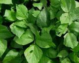 A picture of step 1 of Green gram leaves(kunde)/luhya local vegetables(mungbean plant).