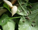 A picture of step 2 of Palak kadhi.