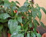 Une image de l'étape 1 de Poudre de piment oiseau 🌶.