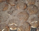Foto del paso 4 de la receta: Tortitas negras