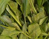 A picture of step 1 of Instant Palak Aloo.
