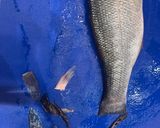A picture of step 1 of #CookEveryPart Crispy whole seabass fish in air-fryer (energy-saving ⚡️).