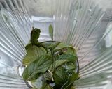 A picture of step 2 of Mint Margarita.