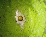 A picture of step 1 of Green peas chilla.