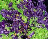 A picture of step 2 of Red cabbage & broccoli paratha.