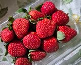 Foto langkah ke 1 dari resep Choco Strawberry.