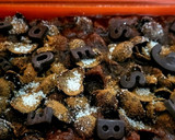 Foto del paso 4 de la receta: Capricho de cacao para el desayuno