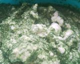 Foto del paso 5 de la receta: Pionono de espinaca