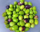 Foto del paso 1 de la receta: Aceitunas gordales en un aliño de hierbas aromáticas infusionada