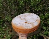 Foto del paso 5 de la receta: Bizcochuelo de Naranja