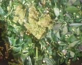 A picture of step 4 of Amaranth curry.