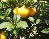Foto del passaggio 1 della ricetta Crema di Limonello di Francesca