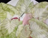 বাঁধাকপির পকোড়া (cabbage pokora in Bengali recepi) রেসিপি ধাপ - 1 ছবি