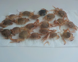 Foto del paso 3 de la receta: Cangrejitos de caldo, fritos y crujientes