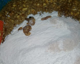 Foto del paso 3 de la receta: Pastel de Zanahoria o (Carrot Cake) súper húmedo 😋