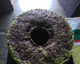 Foto langkah ke 5 dari resep Bolu santan pandan panggang, lembuuuuuuut,,.