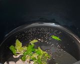 A picture of step 2 of Aloevera Theeyal.